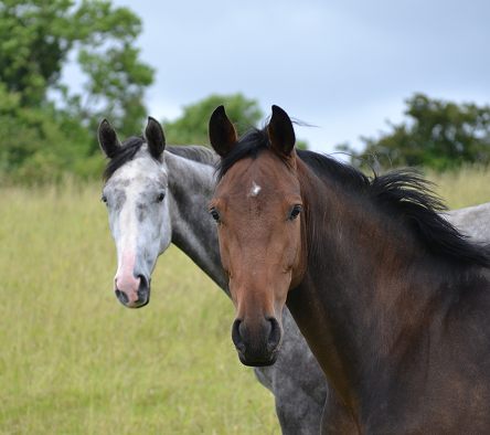 Horse Source