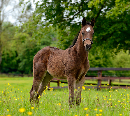 Horse Source