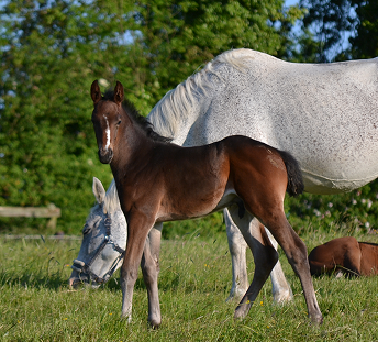 Horse Source