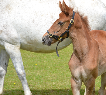 Horse Source