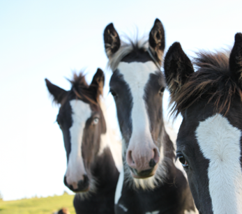 Horse Source