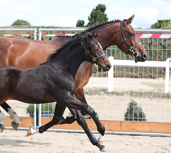Horse Source